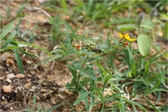 Crotalaria medicaginea var. neglecta